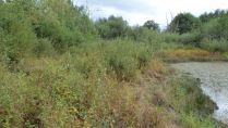 Naturdenkmal Seerosenteich in Ostenland: Kreis Paderborn lässt Weidengebüsche entfernen, um seltene Torfpflanzen zu schützen